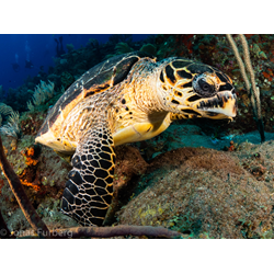 Sea Turtle Awareness